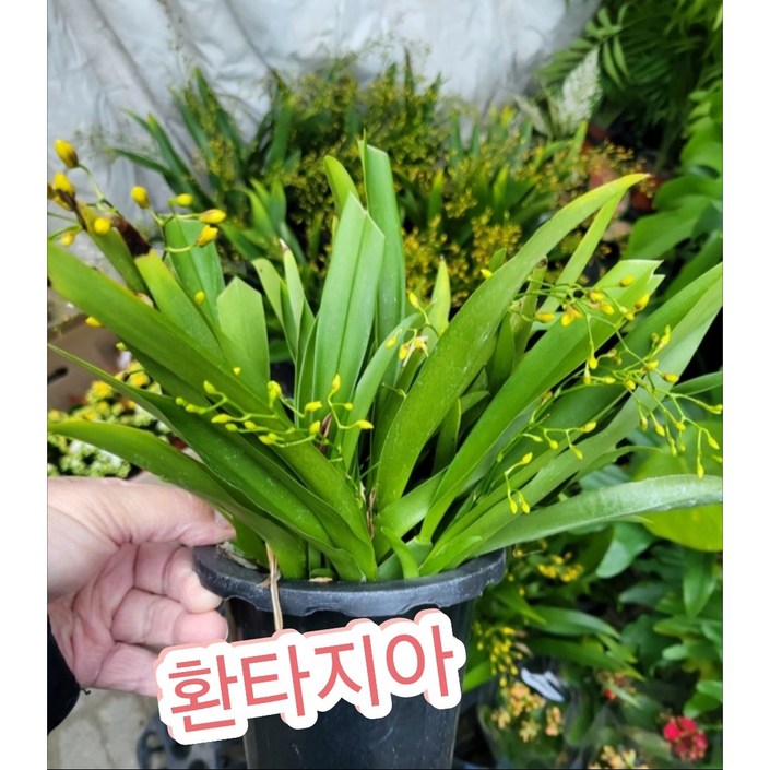 환타지아난-온시디움