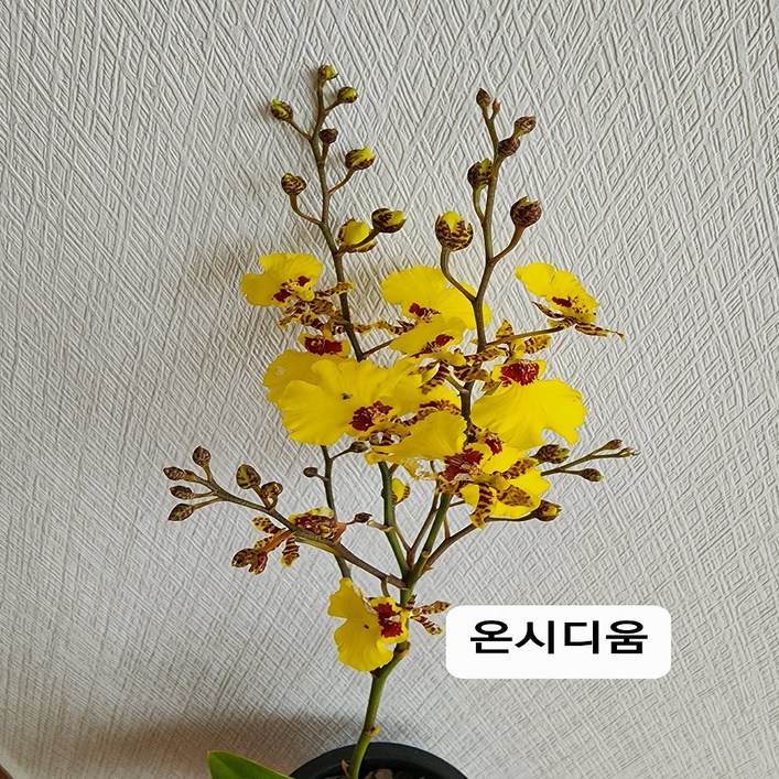 온시디움 댄싱걸  120