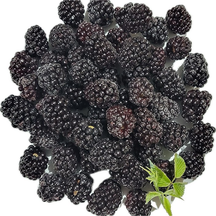 백운팜 햇 블랙베리 슈퍼복분자급냉 에어세척3차선별