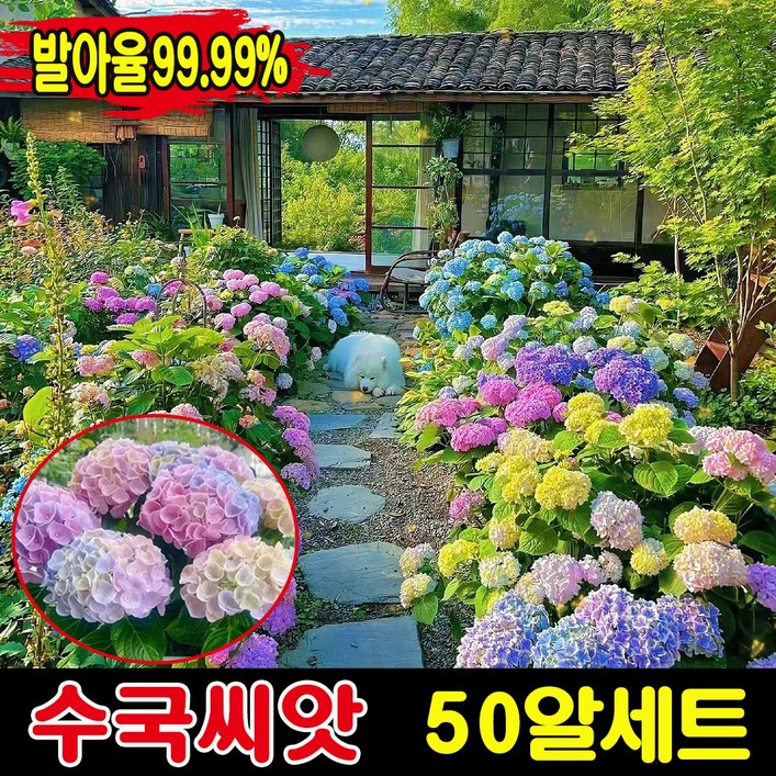 생존율발아율99.99 50100200알 수국 모종 씨앗 수국화 꽃씨앗 종자 아나벨 수국 묘목 나비 수국 가든플라워 내음성 내열성, 1세트