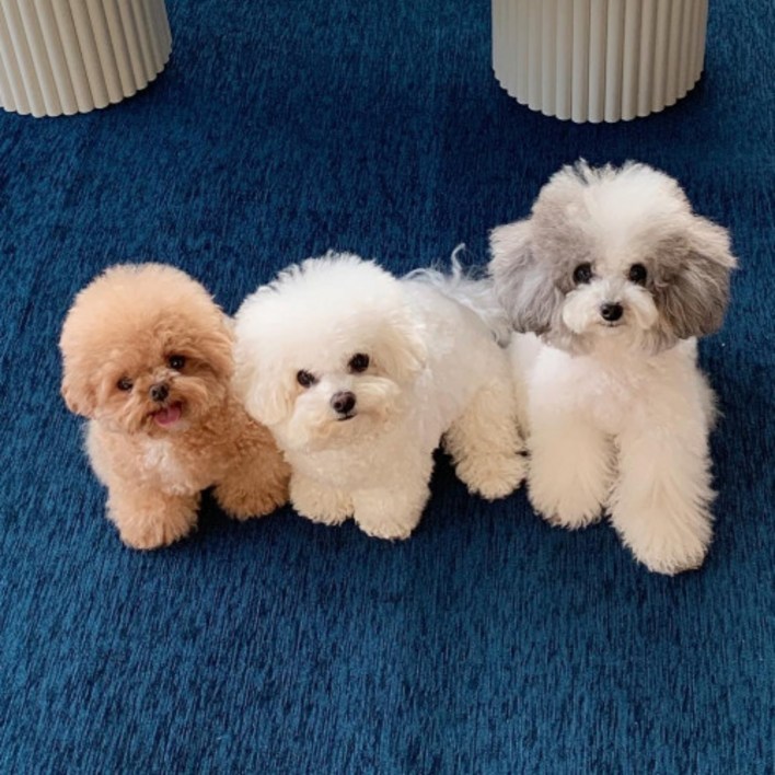 테일룸 100생활방수 러그 댕냥이 더이상 혼내지 마세요 강아지 고양이 펫테리어, 샌디베이지