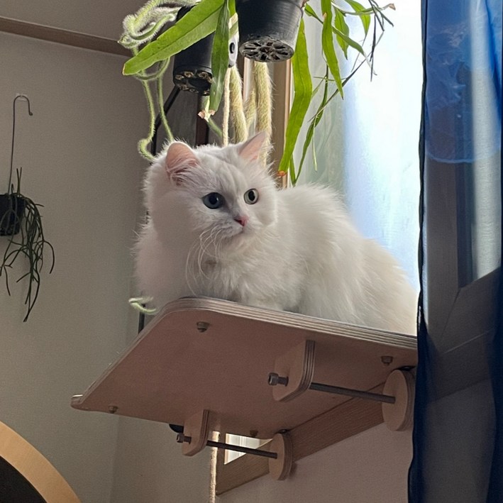 캣돌 고양이 창문 창틀 선반 캣타워, 1개 캣돌 고양이 창문 창틀 선반 캣타워, 1개