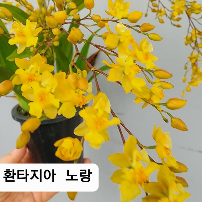 환타지아 상신골드 2개 묶음 환타지아 상신골드 2개 묶음