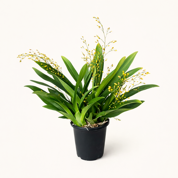 온시디움 환타지아 난 향기난 향기좋은 꽃 옐로우 노란꽃 서양란 난초, 1개