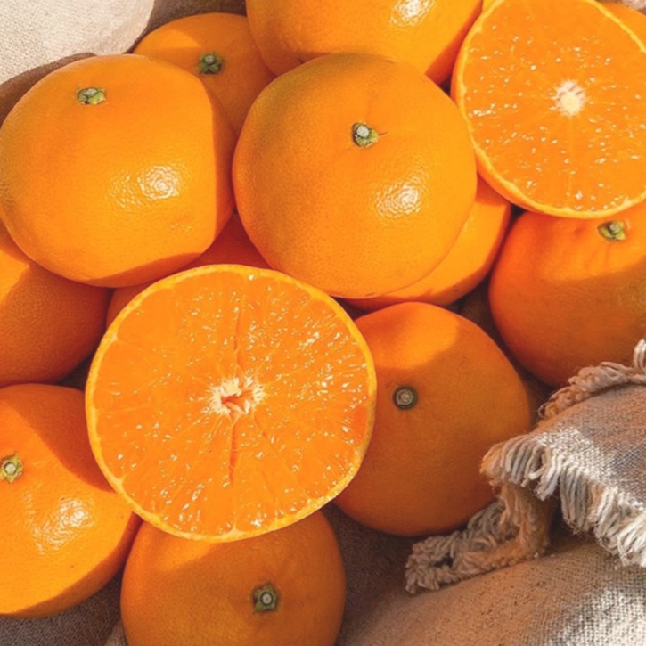 하루딱100박스 최대16브릭스 특품 고당도선별 천혜향