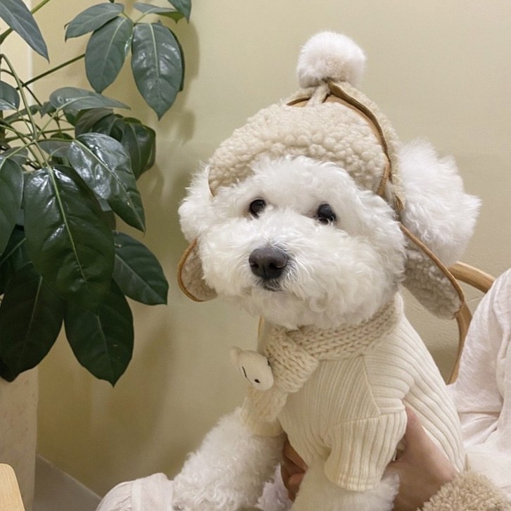댕냥이 군밤 모자 강아지 털 뽀글이 댕냥이 군밤 모자 강아지 털 뽀글이